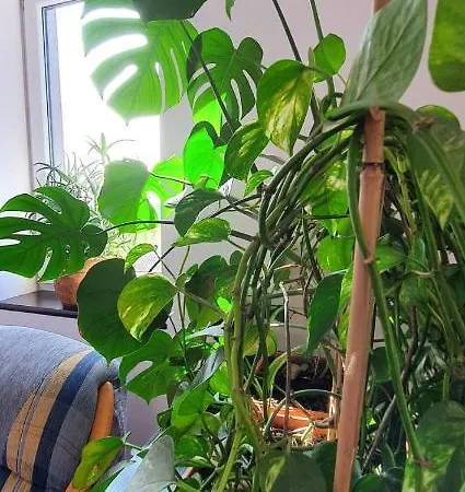 Farm stay Skalny Widok Hucisko (Silesia)