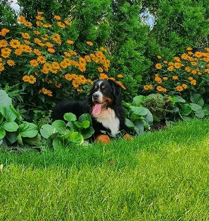 Séjour à la ferme Skalny Widok *