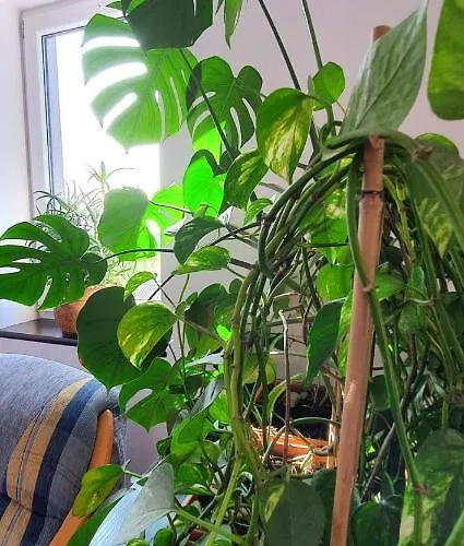 Farma Skalny Widok Hucisko (Silesia)