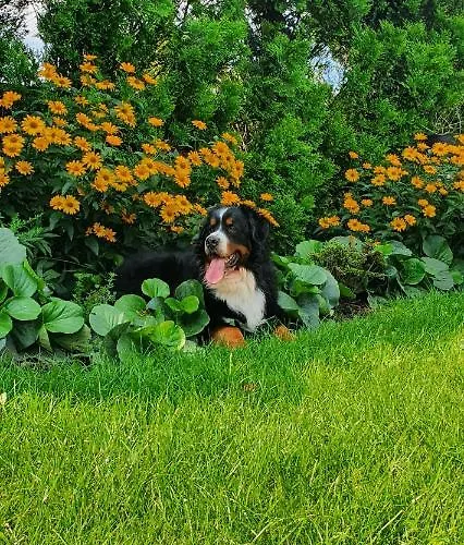 Agroturismo Skalny Widok *